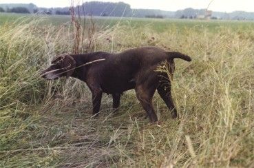 Judith De montgareux